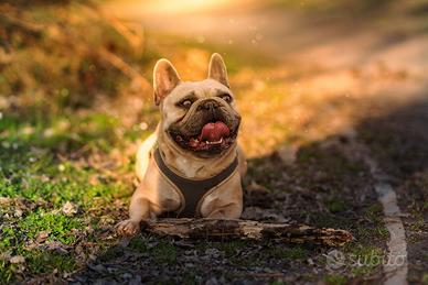 Bulldog francese per monta