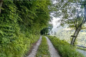 Bosco con rudere