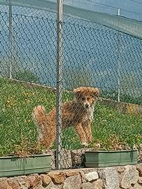 Cane femmina