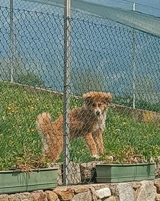 Cane femmina