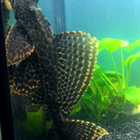 Pesce