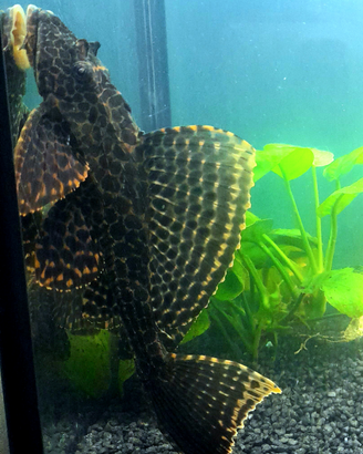 Pesce
