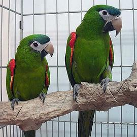 Coppia di Ara Nobilis