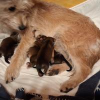 Cane misto yorkshire piccolo