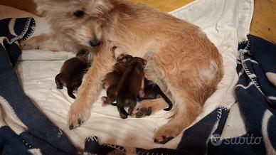 Cane misto yorkshire piccolo