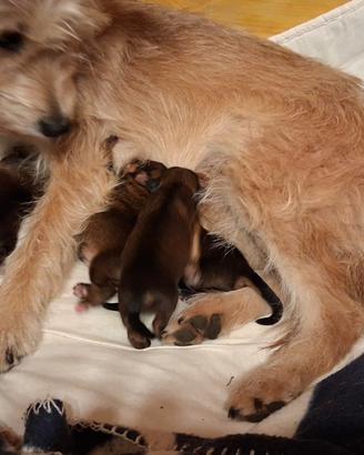 Cane misto yorkshire piccolo