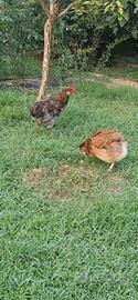 Coppia di polli Araucana
