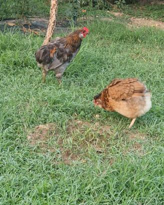 Coppia di polli Araucana