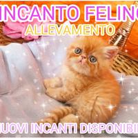 Disponibili gatti persiani ed esotici