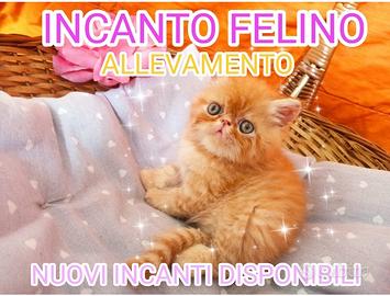 Disponibili gatti persiani ed esotici