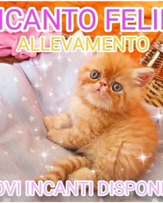 Disponibili gatti persiani ed esotici