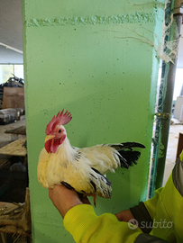 Gallina chabo Nagasaki