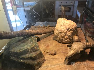 Baby Pogona hypo,translucent e ancestrali
