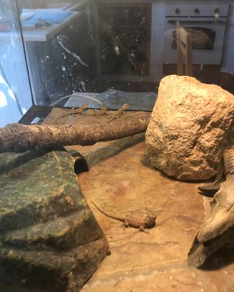 Baby Pogona hypo,translucent e ancestrali