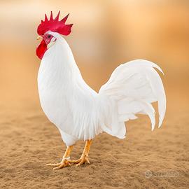 Galletti di razza pura Livornesi Bianchi