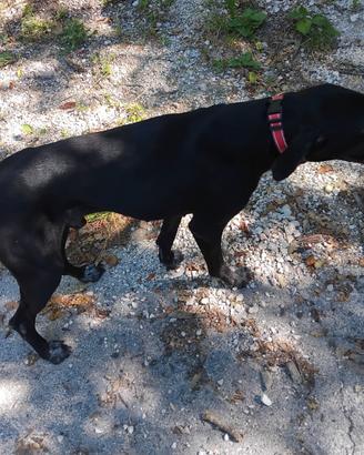 Regalasi incrocio bracco di 3 anni