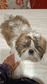 Cuccioli shih-tzu