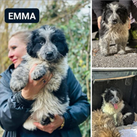 Cucciola mix pastore