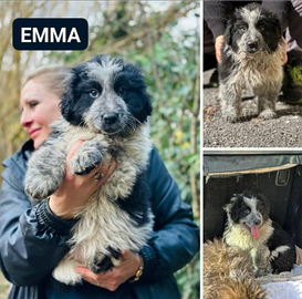 Cucciola mix pastore