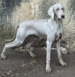 Weimaraner