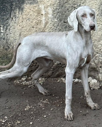 Weimaraner