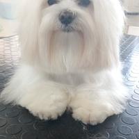 Maltesino toy disponibile x monta