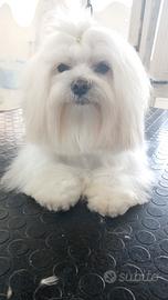 Maltesino toy disponibile x monta