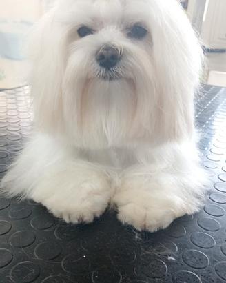 Maltesino toy disponibile x monta