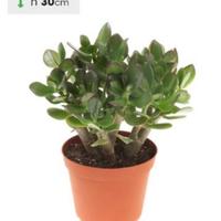 Pianta Vera di Crassula Ovata o Albero di Giada