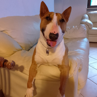 Bull terrier