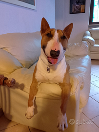 Bull terrier