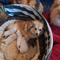 Cuccioli di volpino spitzen