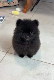 Spitz TOY 450GRAMMI Maschio NERO BLACK 2 mesi