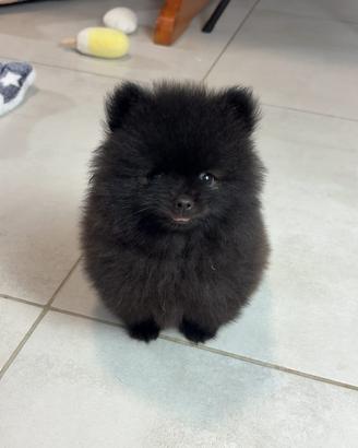 Spitz TOY 450GRAMMI Maschio NERO BLACK 2 mesi