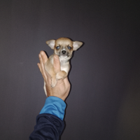 Chihuahua mini Toy