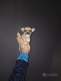 Chihuahua mini Toy
