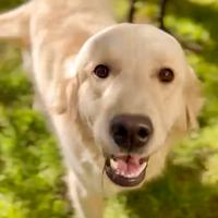 Golden Retriever femmina giovane