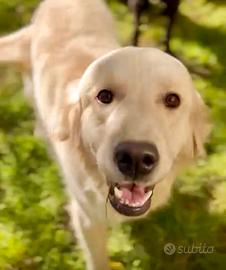 Golden Retriever femmina giovane