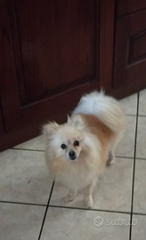 Spitz di pomerania nano
