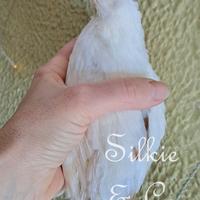 Celadon quaglie maschi