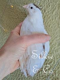 Celadon quaglie maschi