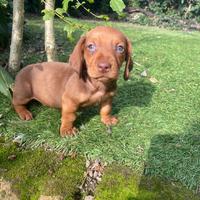 Cuccioli di bassotto nano