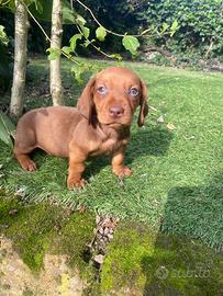 Cuccioli di bassotto nano