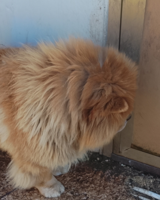 Coppia di Chow Chow