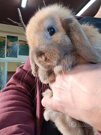 Coniglietti mini lop