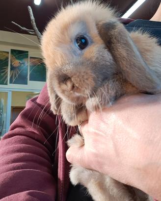 Coniglietti mini lop