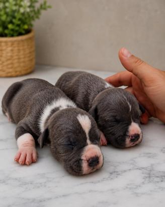 Cuccioli Amstaff blue 