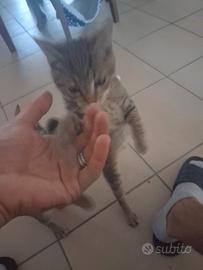 Gattina