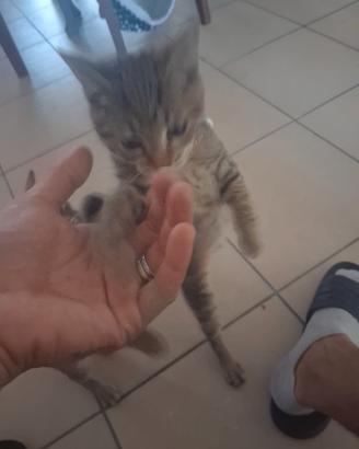 Gattina