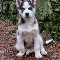 Siberin husky